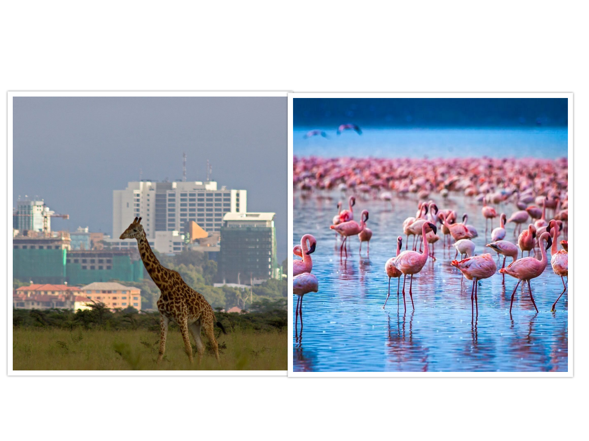 COASTAL TREK SAFARI